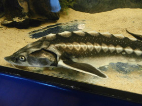 Смотреть фото Русский осётр Фото Русский осётр