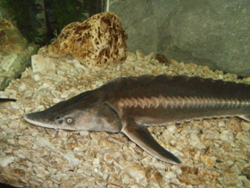 Смотреть фото Шип Фото Шип