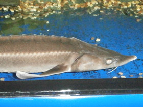 Смотреть фото Стерлядь Фото Стерлядь