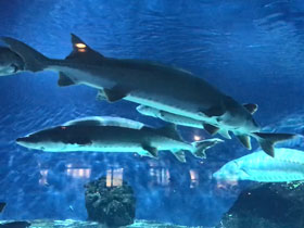 Смотреть фото Китайский осётр Фото Китайский осётр