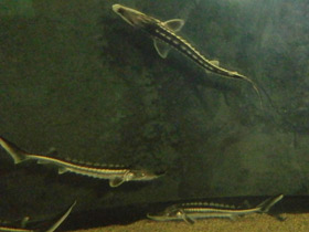 Смотреть фото Севрюга Фото Севрюга