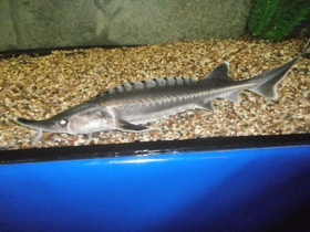 Смотреть фото Белуга Фото Белуга