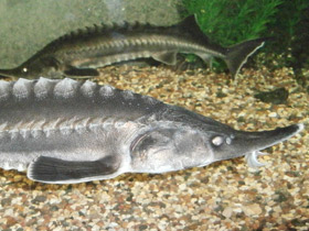 Смотреть фото Белуга Фото Белуга