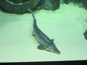 Смотреть фото Белуга Фото Белуга