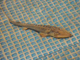 Смотреть фото Амударьинский лжелопатонос Фото Амударьинский лжелопатонос