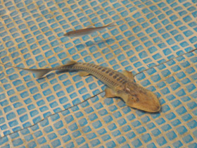 Смотреть фото Амударьинский лжелопатонос Фото Амударьинский лжелопатонос