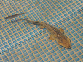 Смотреть фото Амударьинский лжелопатонос Фото Амударьинский лжелопатонос