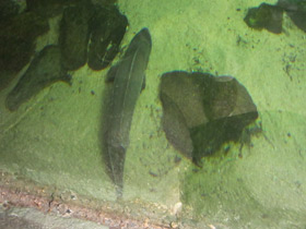 Смотреть фото Обыкновенный лопатонос Фото Обыкновенный лопатонос