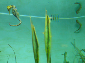 Смотреть фото Обыкновенная кривохвостка Фото Обыкновенная кривохвостка