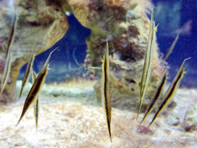 Смотреть фото Обыкновенная кривохвостка Фото Обыкновенная кривохвостка