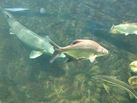 Смотреть фото Белоглазка Фото Белоглазка