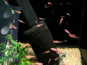 Фото Пятнистая расбора