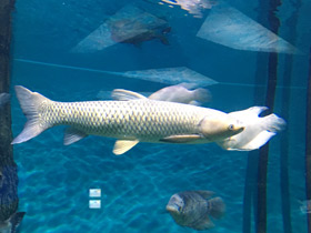 Фото Белый амур