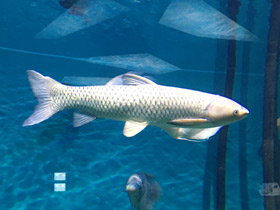 Фото Белый амур