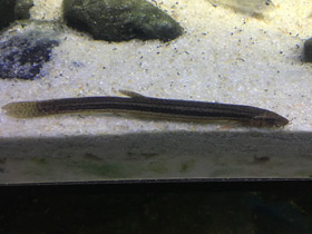 Фото Обыкновенный вьюн