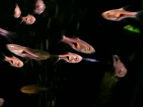 Фото Расбора Хенгеля