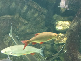 Смотреть фото Краснопёрка Фото Краснопёрка