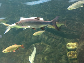 Смотреть фото Голавль Фото Голавль