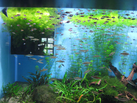 Смотреть фото Клиновидная расбора Фото Клиновидная расбора