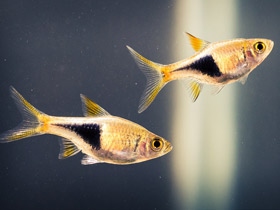 Смотреть фото Клиновидная расбора Фото Клиновидная расбора