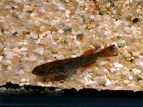 Фото Афиосемион Гарднера