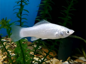 Смотреть фото Широкоплавниковая моллинезия Фото Широкоплавниковая моллинезия