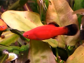 Смотреть фото Пецилия Фото Пецилия