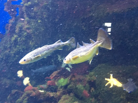 Фото Северная навага