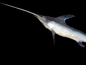 Фото Рыба-меч