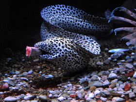 Фото Леопардовая мурена