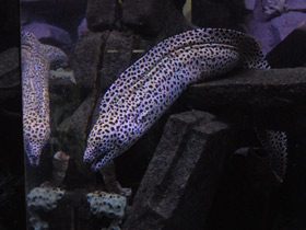 Фото Леопардовая мурена