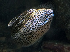 Фото Леопардовая мурена