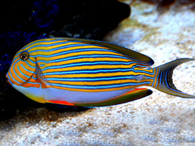 Полосатый хирург Полосатый хирург