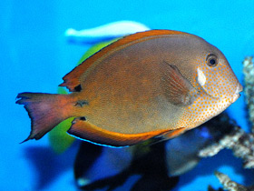 Фото Черно-серый хирург