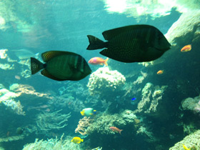 Смотреть фото Парусная зебрасома Дежардена Фото Парусная зебрасома Дежардена