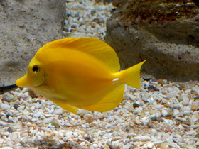 Фото Желтая зебрасома