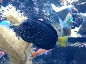 Смотреть фото Черная белопятнистая зебрасома Фото Черная белопятнистая зебрасома