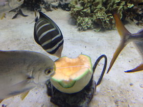 Смотреть фото Чернополосая парусная зебрасома Фото Чернополосая парусная зебрасома