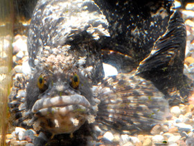 Японская мохнатоголовая собачка Японская мохнатоголовая собачка