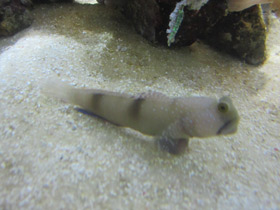 Фото Двухпятнистый бычок-компаньон