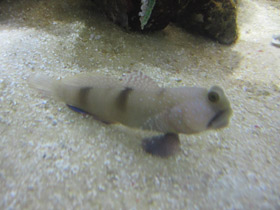 Фото Двухпятнистый бычок-компаньон