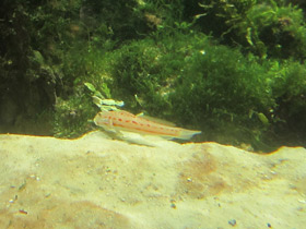 Фото Розовопятнистый бычок