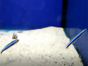 Фото Неоновый бычок