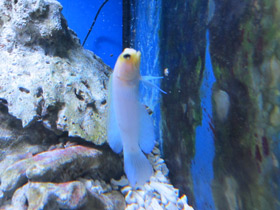 Фото Желтоголовый карибский бычок