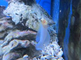 Фото Желтоголовый карибский бычок