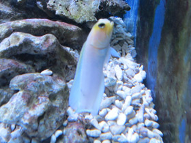 Фото Желтоголовый карибский бычок