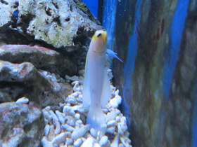 Фото Желтоголовый карибский бычок