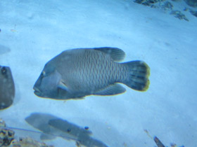 Смотреть фото Рыба-наполеон Фото Рыба-наполеон