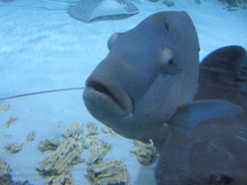 Смотреть фото Рыба-наполеон Фото Рыба-наполеон