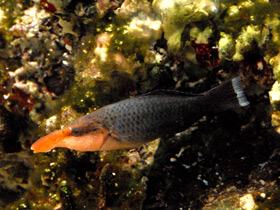 Птичий губан Птичий губан